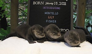 Otter Names